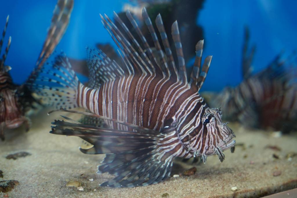 Allarme nel Mediterraneo: L’Invasione dei Pesci Alieni Spinta dalle Acque&nbsp;Calde